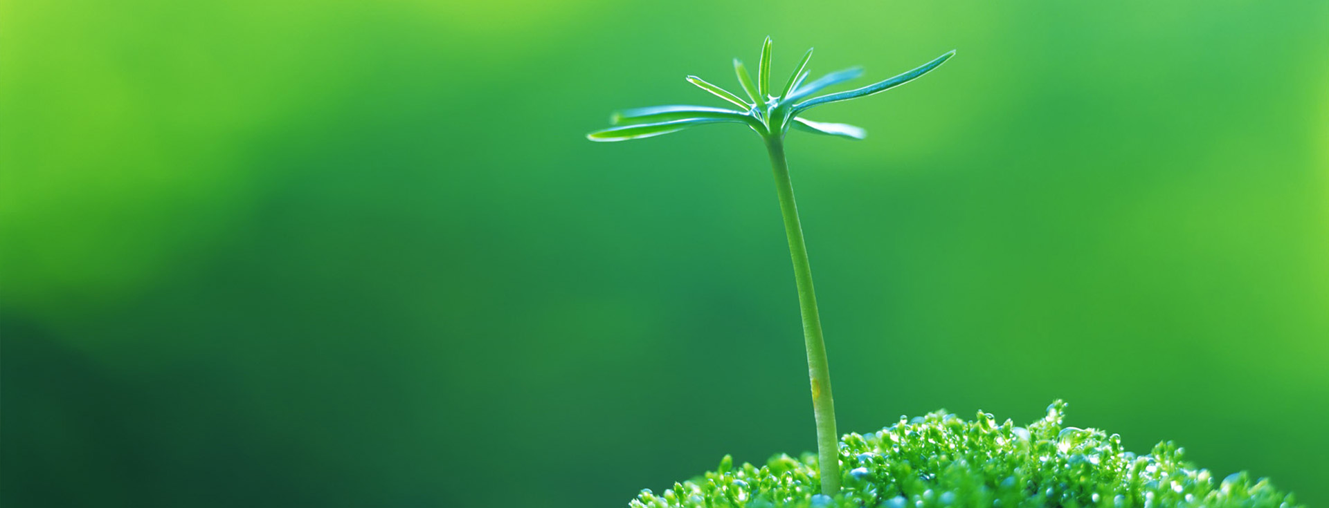 雨潤(rùn)為基，歸本霖苑